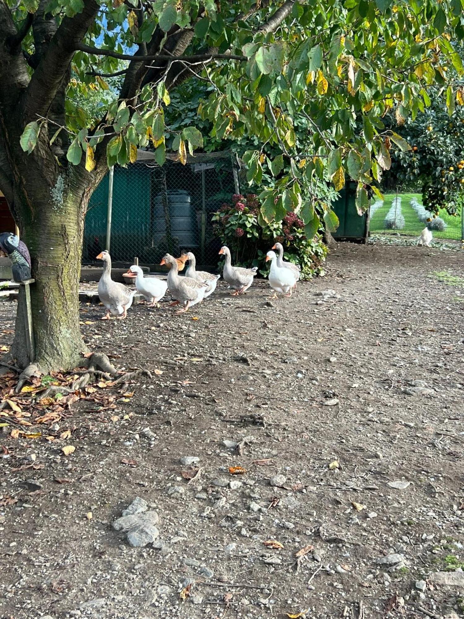 شقة Il Giardino Dei Ciliegi كوليكو المظهر الخارجي الصورة