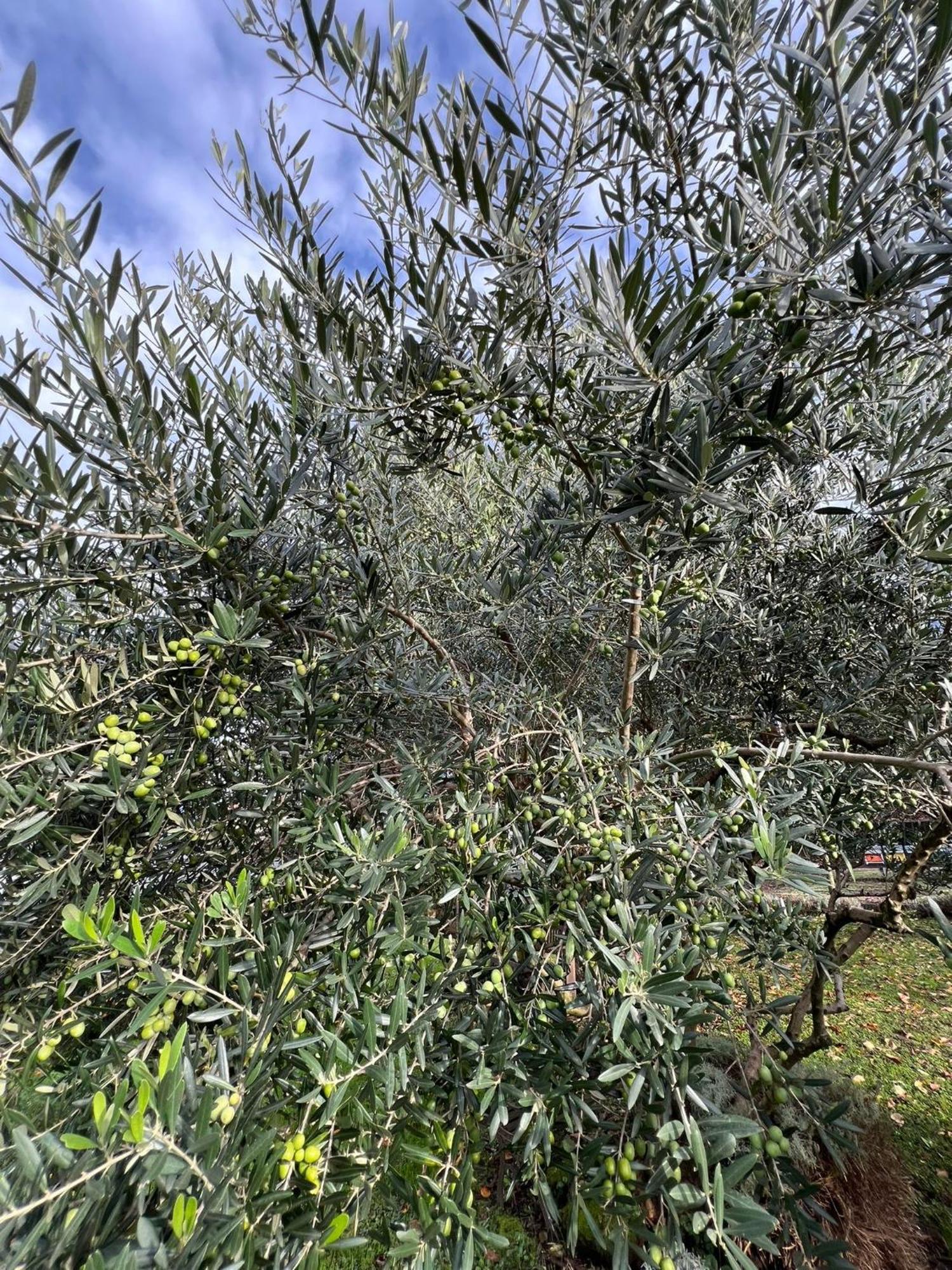 شقة Il Giardino Dei Ciliegi كوليكو المظهر الخارجي الصورة