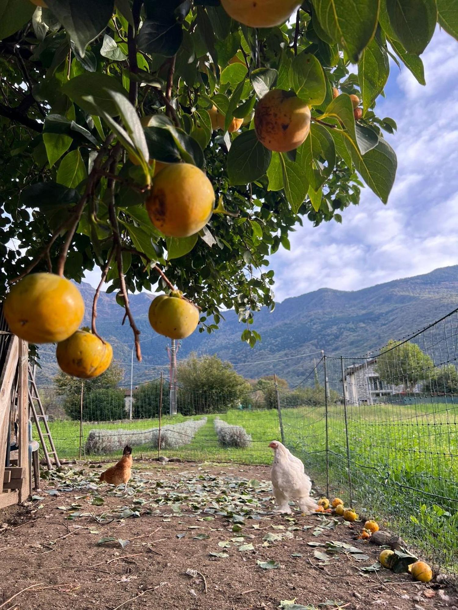 شقة Il Giardino Dei Ciliegi كوليكو المظهر الخارجي الصورة